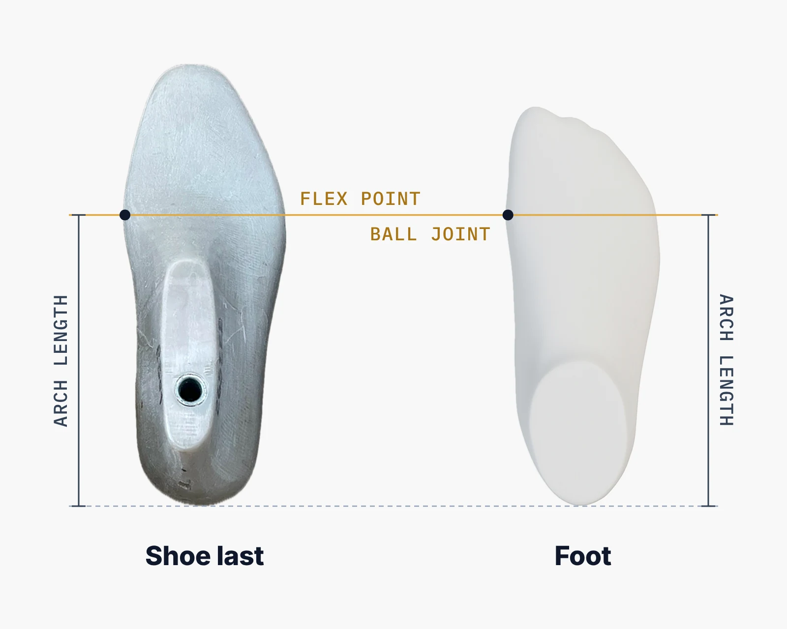 A shoe last and a foot with the same arch length. The ball joint of the foot lines up with the flex point of the shoe.
